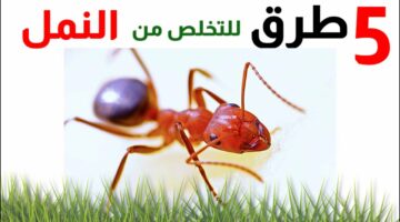 إزاي مش عارفة تتخلصي من النمل وعندك خمس طرق بسيطة تقضي لك على النمل
